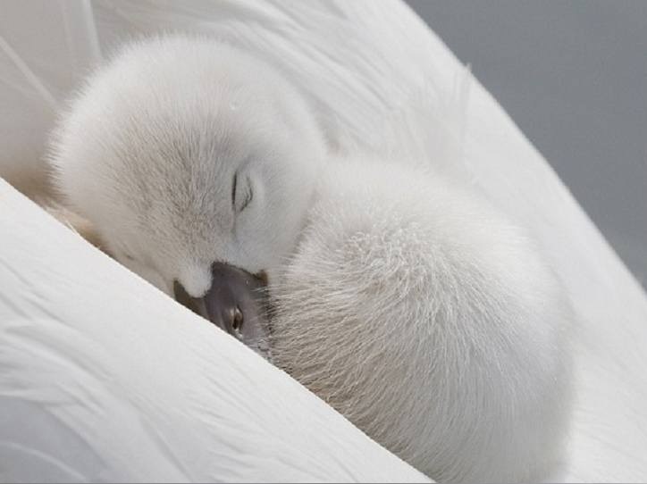 Couette plumes